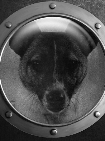 Видеолекция «Советские космические собаки»