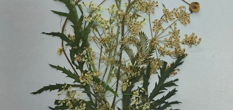 «Рукоделие для взрослых: знакомство с курсами Дома ремесел»